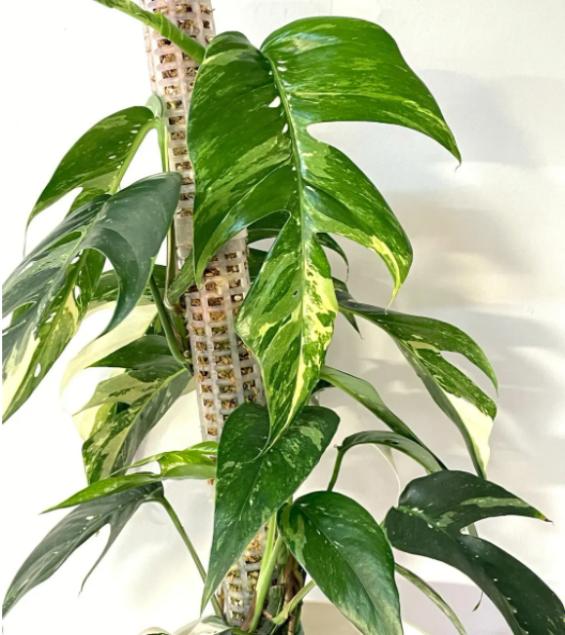 Epipremnum pinnatum "Yellow Flame" variegated TC Plantlet Grower's Cho   OrchidBox