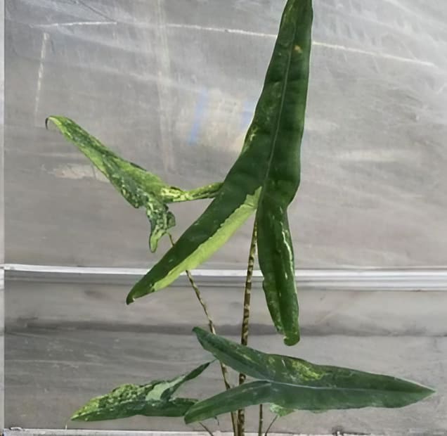 Alocasia Tigrina Superba variegated TC Plantlet Grower's Choice *In Stock* Acclimated (In Stock)