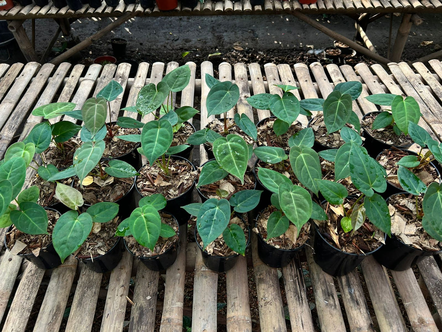 Anthurium "Ace Of Spades" *Preorder* (5452P:G) | Rare Aroid
