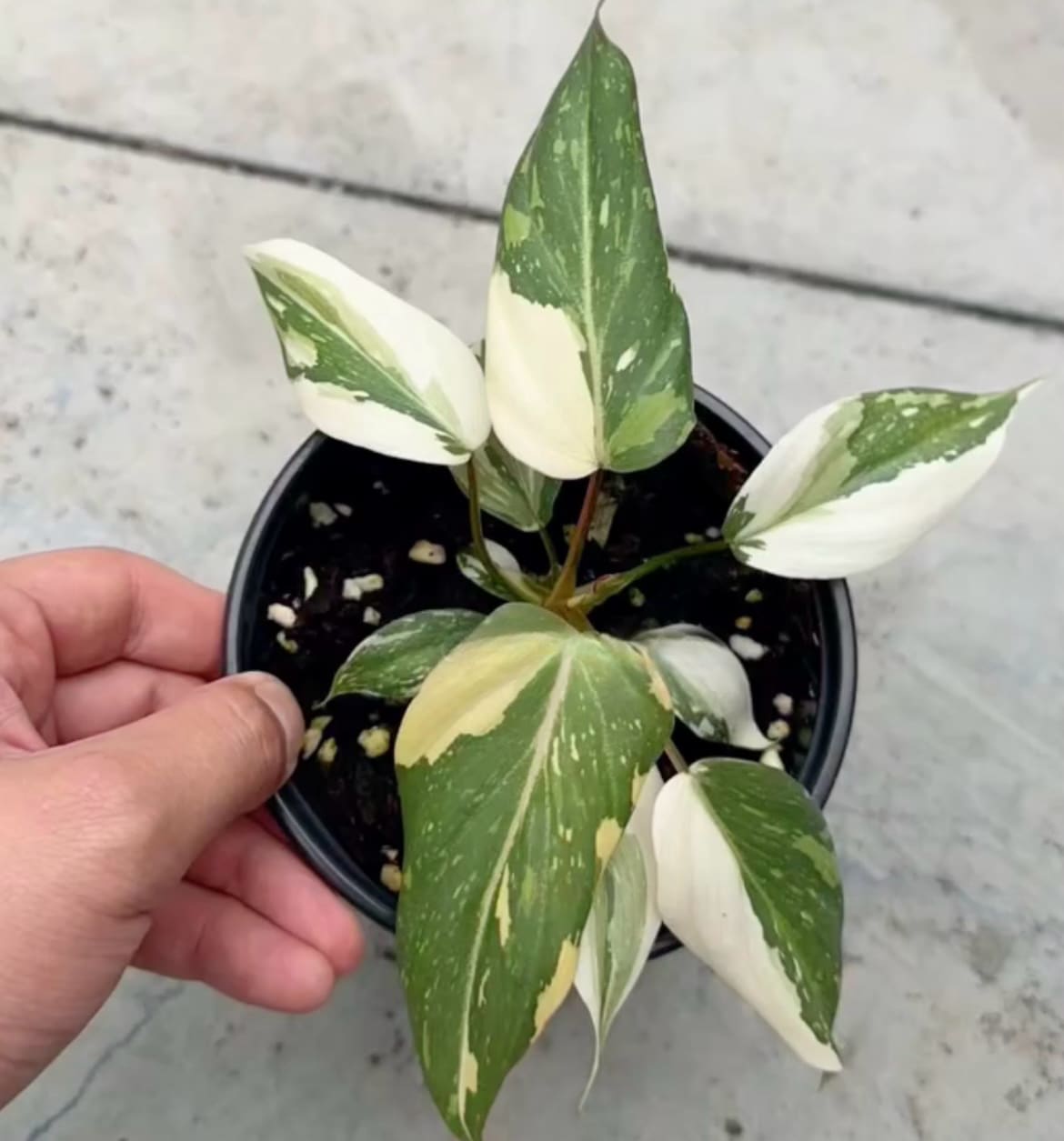 philodendron gloriousum Philodendron gloriosum variegated TC Plantlet Grower's Choice *In Stock* Acclimated (In Stock)