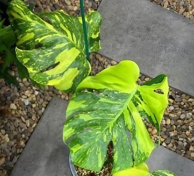 monstera plant light Monstera deliciosa Electro Light variegated TC Plantlet Grower's Choice *In Stock* Acclimated (Premium) (In Stock)