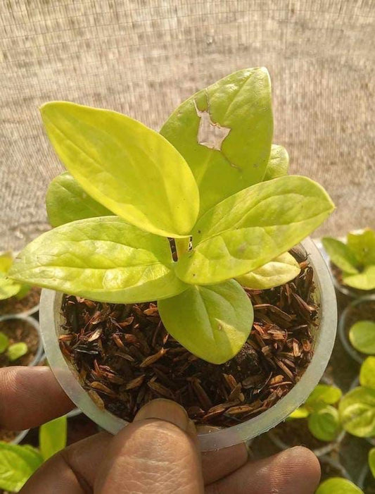 Anthurium jenmanii golden Grower's Choice *Now In Stock* (5652P:1) | Rare Aroid