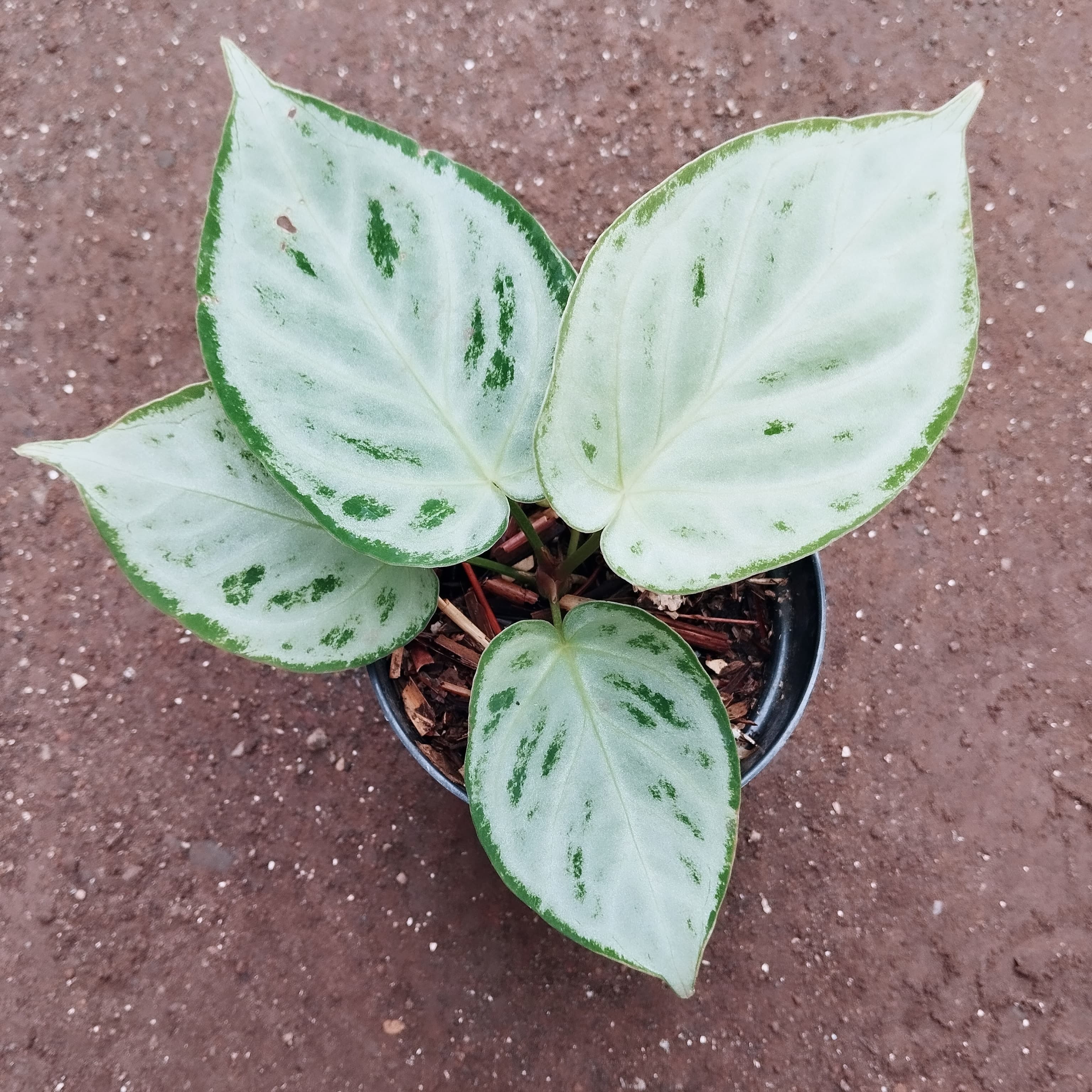 アンスリウム シルバークローム（HU） Anthurium Silver Chrome HU