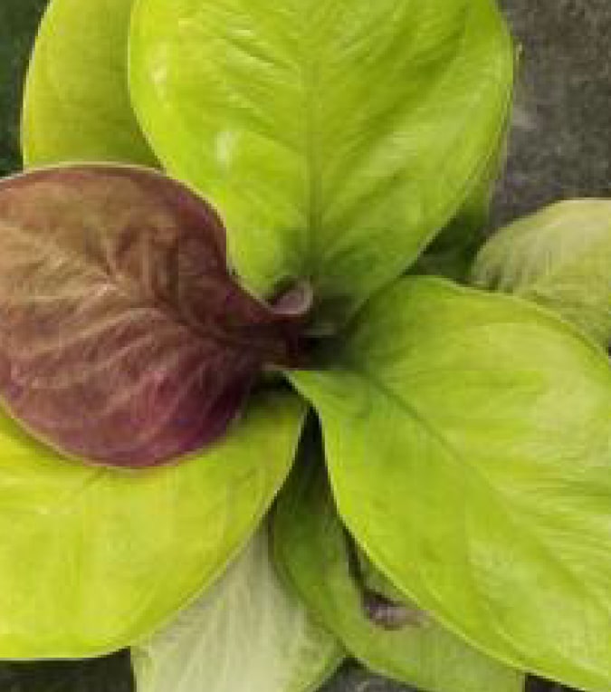 anthurium jenmanii gold Anthurium jenmanii golden Grower's Choice *In Stock* 2-Pack In Vitro (In Stock) ($20 ea.)