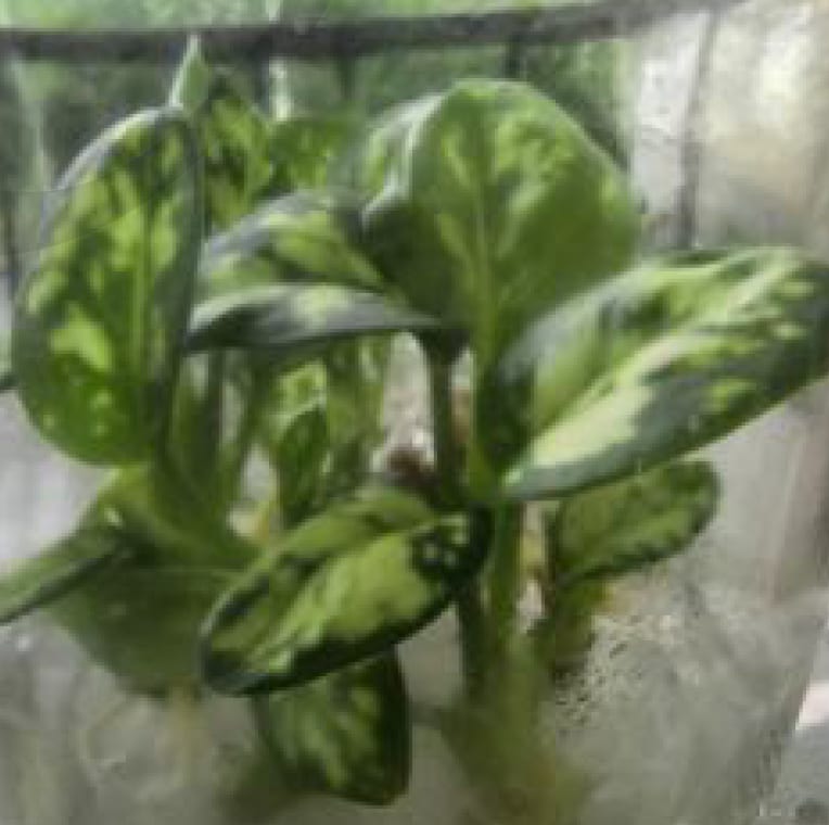 aglaonema tricolor anyamanee Aglaonema Anyamanee Tricolor variegated Grower's Choice *In Stock*