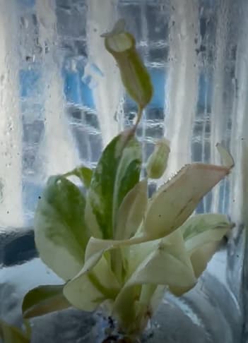Nepenthes "St. Gaya" variegated TC Plantlet *Preorder* (3565P:2)