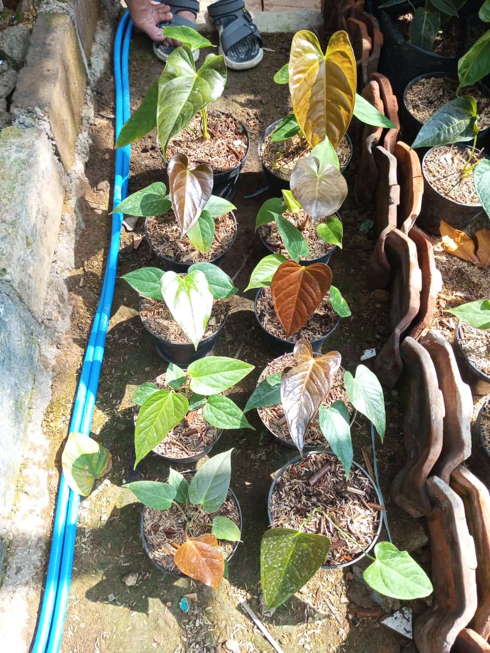 anthurium chamberlainii x Anthurium chamberlainii Grower's Choice *In Stock* Acclimated (In Stock)