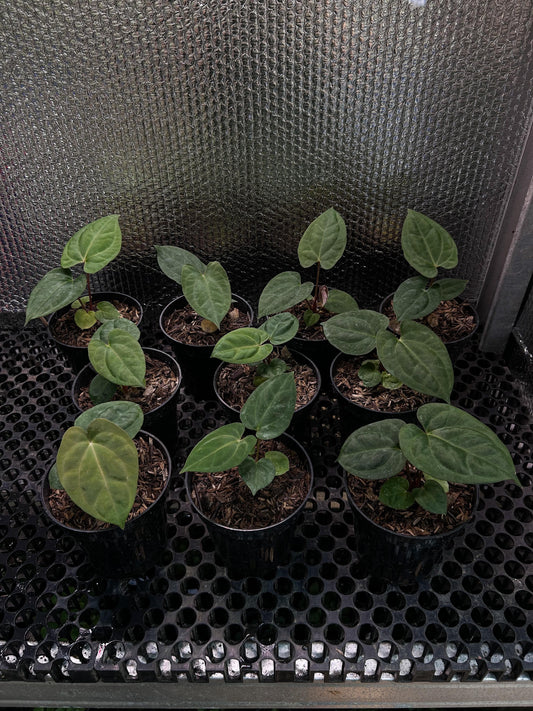 Anthurium "Goliath" x "Dark Phoenix" Grower's Choice *Now In Stock* (6112P:3) | Rare Aroid