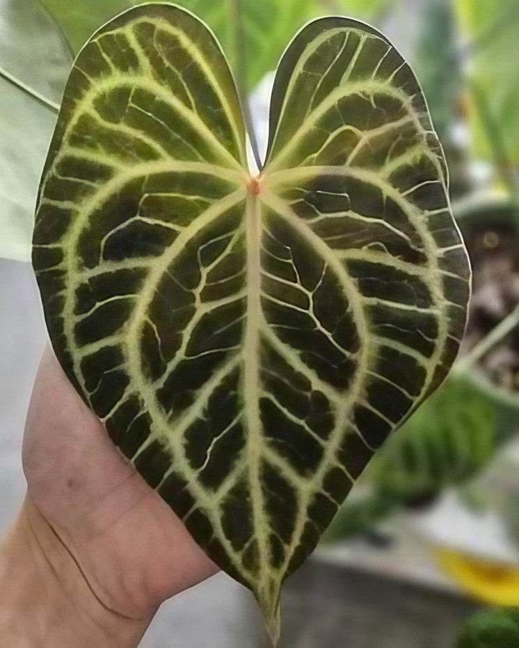 Anthurium x 