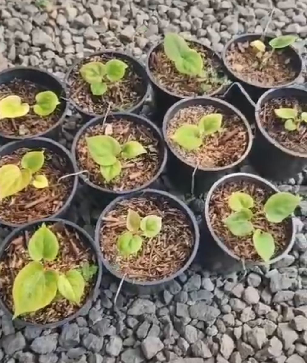Anthurium "King of Spades" "Golden" *Preorder* (5558P:3) | Rare Aroid