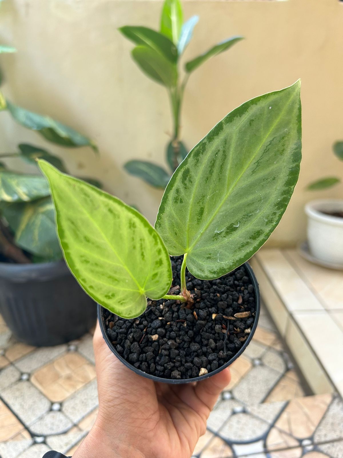 Anthurium "Silver chrome" × warocqueanum *Preorder* (5552P:G) | Rare Aroid