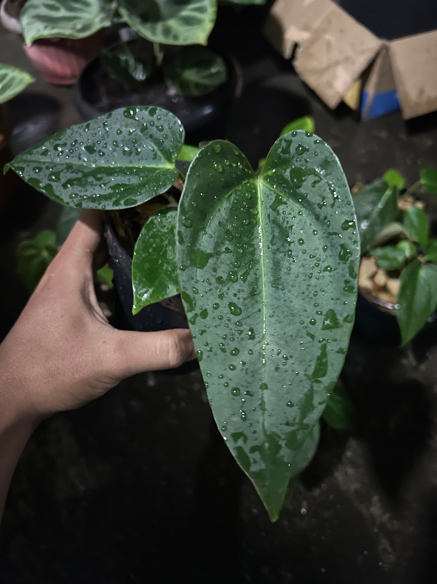 Anthurium portillae × MD *Preorder* (5800P:3) | Rare Aroid