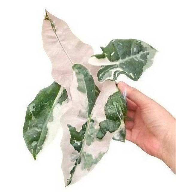 Alocasia Pseudo sanderiana Pink variegated TC Plantlet *Preorder* 2-Pack In Vitro ($345 ea.)
