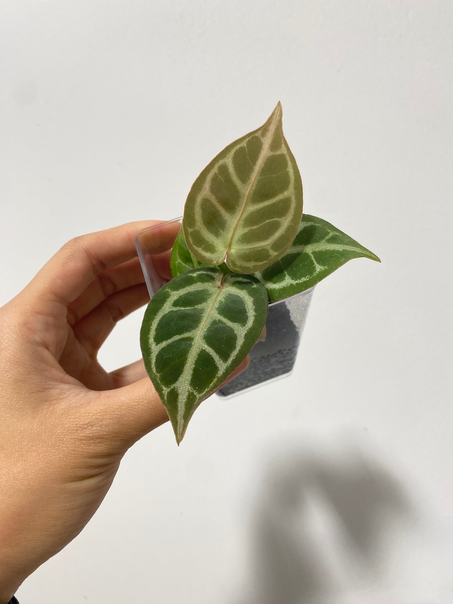 Anthurium "King of Spades" x "Red Crystallinum" SM Grower's Choice *Now In Stock* (3846P:1) | Rare Aroid