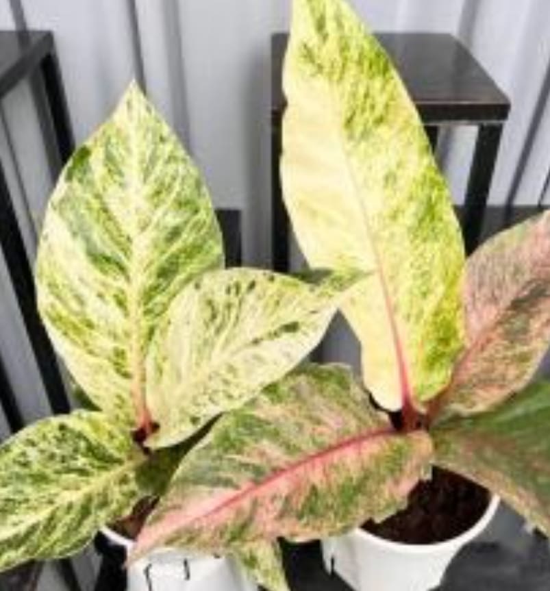Anthurium hookeri pink variegated TC Plantlet *Preorder* (6596P:G