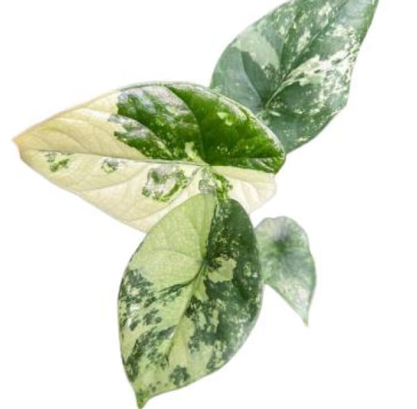 その他観葉植物 Alocasia Regal Shields Variegated Alocasia 