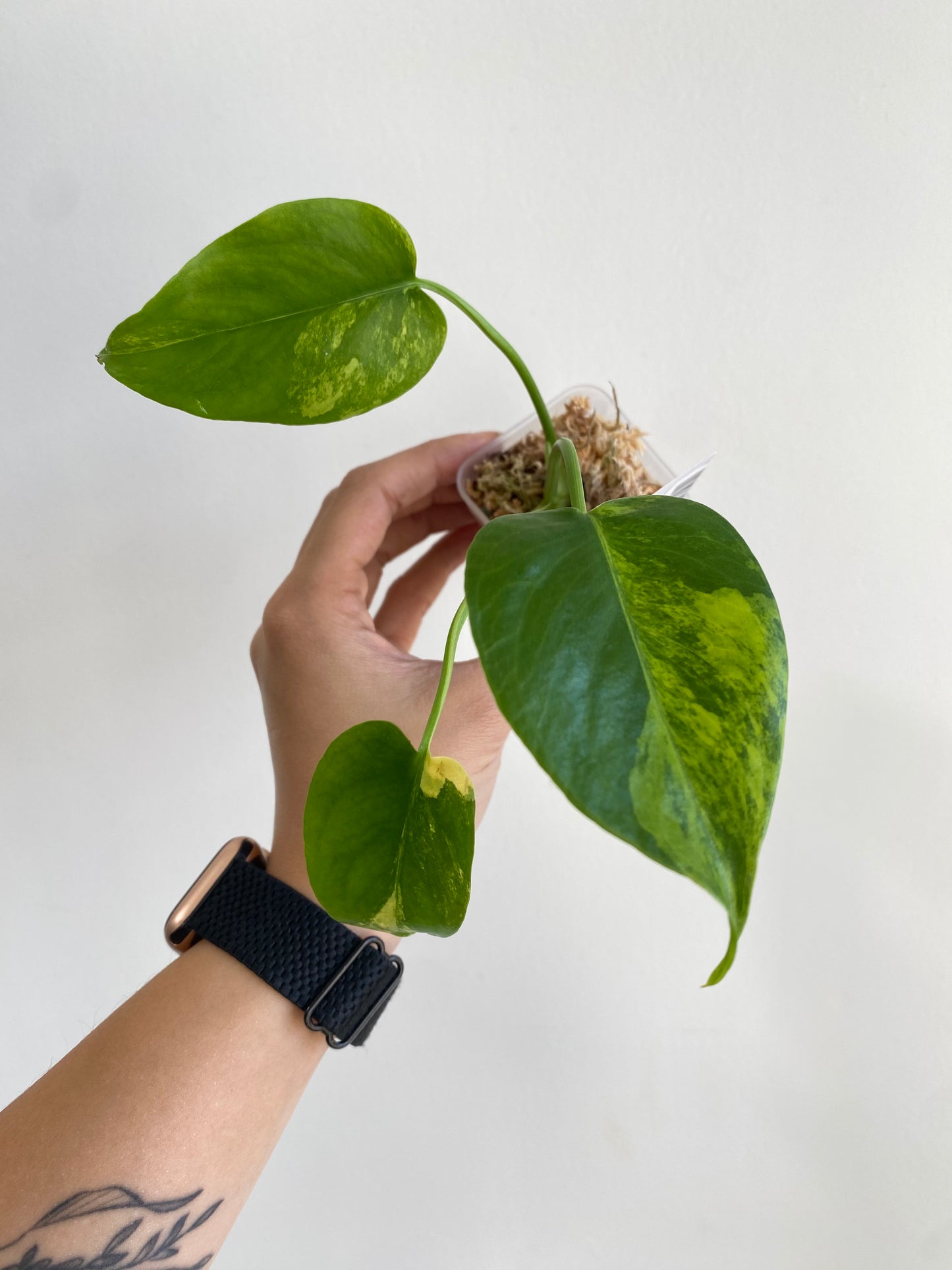 Monstera "Yellow Marilyn" variegated TC plantlet *Preorder* (5414P:2) | Rare Aroid