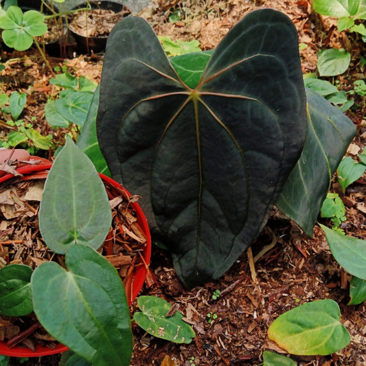 Anthurium papillilaminum "X-One" Grower's Choice *Now In Stock* (5906P:3) | Rare Aroid