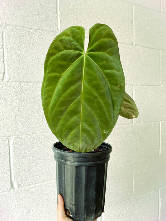 Anthurium Dark Phoenix XXL Mature (R1) | Exact Plant
