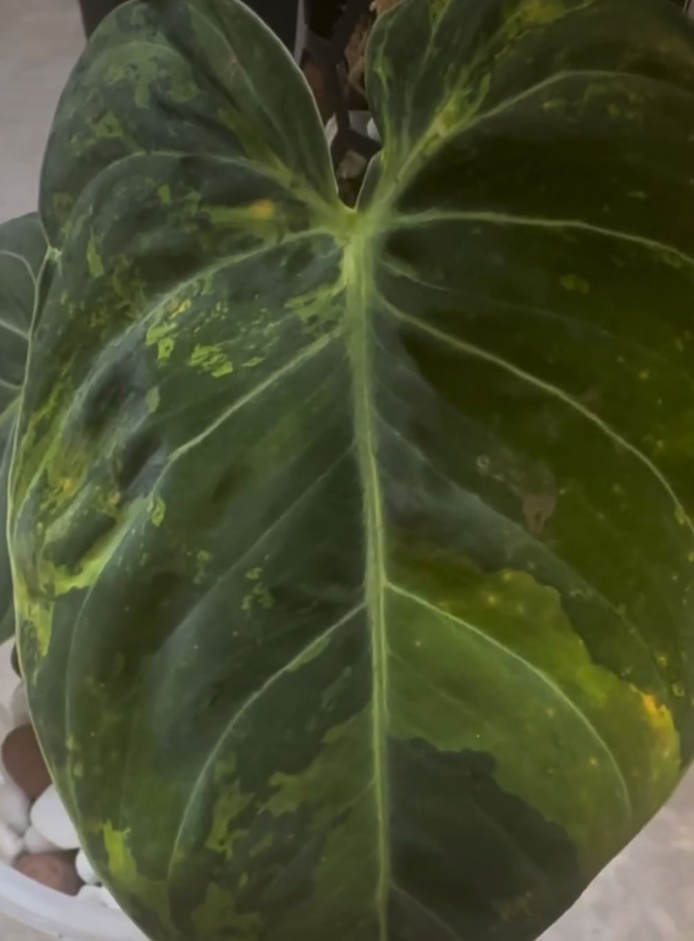 Philodendron melanochrysum variegated TC Plantlet *Preorder* (3538P:2)