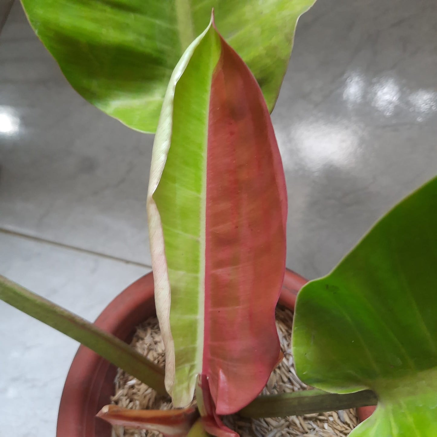 Philodendron "Red Moon" variegated *Preorder* (5961P:3) | Rare Aroid