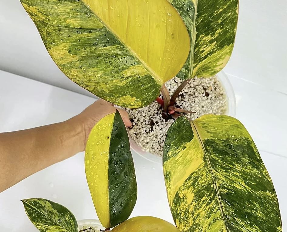 yellow green philodendron Philodendron "Yellow Congo" variegated TC plantlet *Preorder*