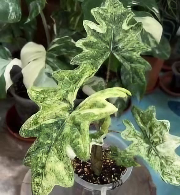 Alocasia tandurusa 