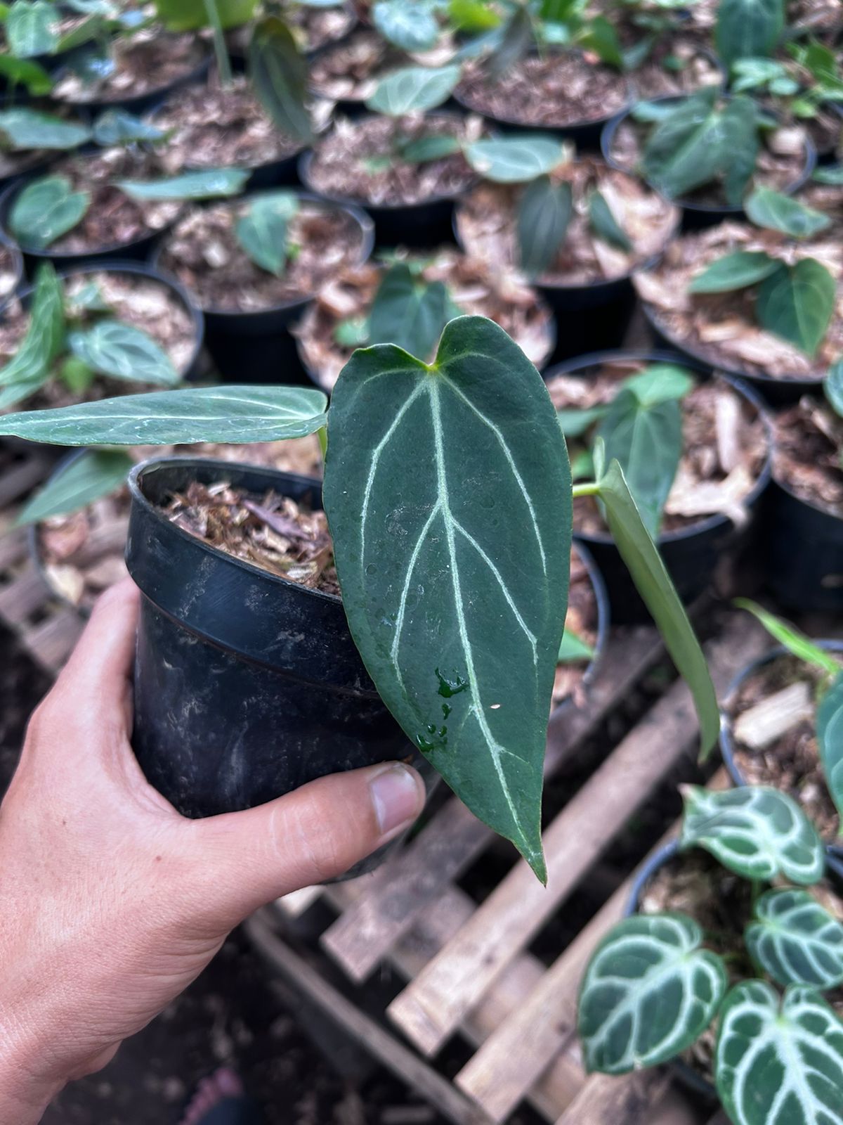 Anthurium crystallinum × warocqueanum Grower's Choice *Now In Stock* (5385P:G) | Rare Aroid