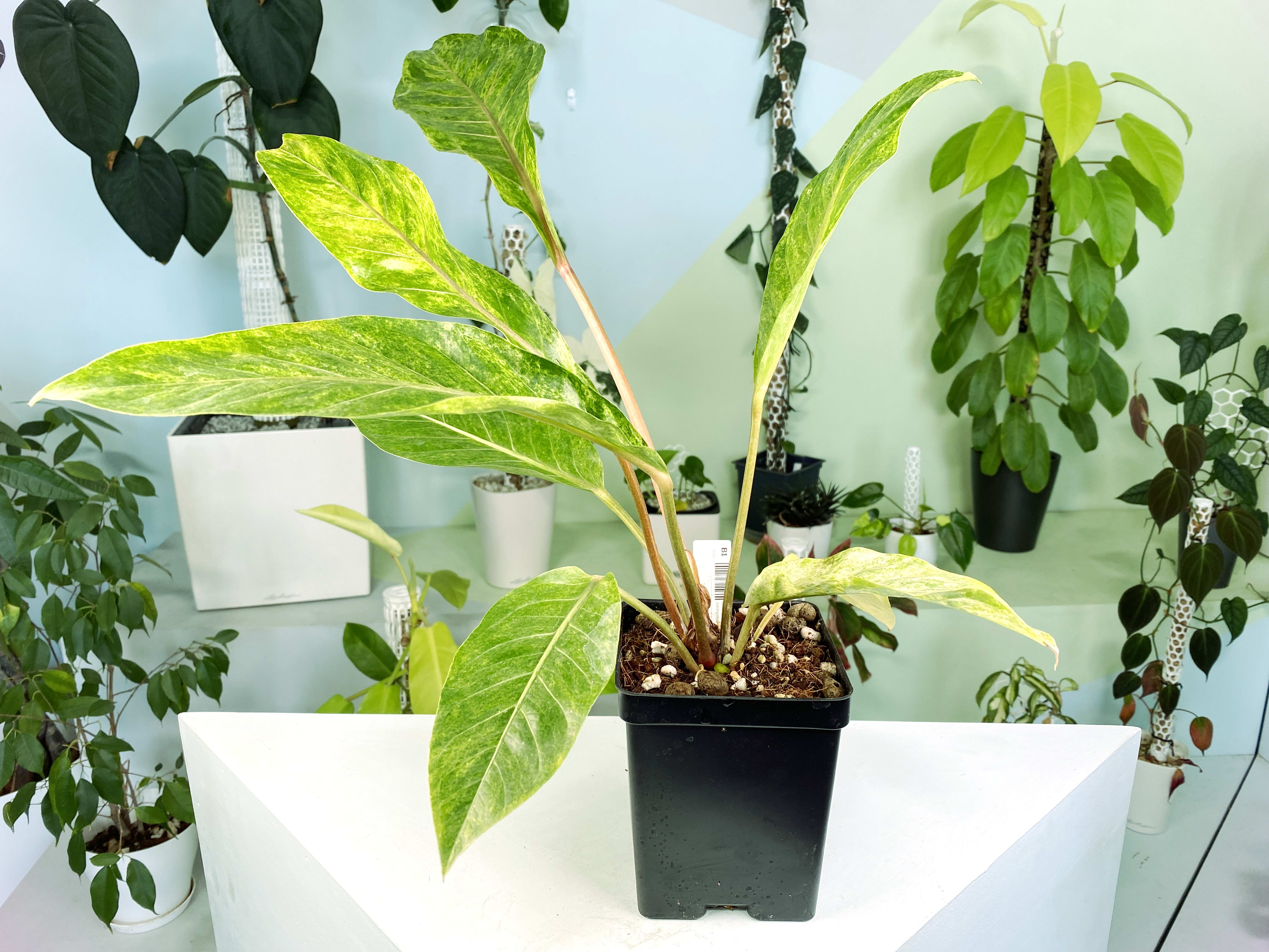 Anthurium hookeri black pink form variegated XL (B1) | Exact Plant