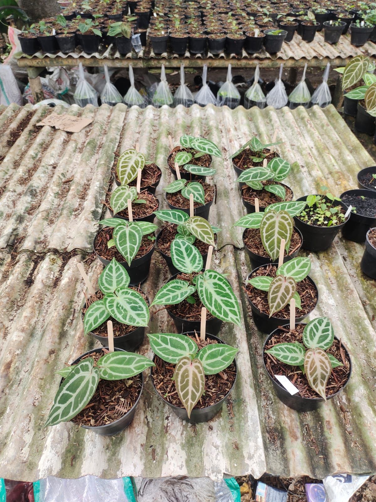 Anthurium "Angel's Dream" SM-MD *Preorder* (5872P:2) | Rare Aroid