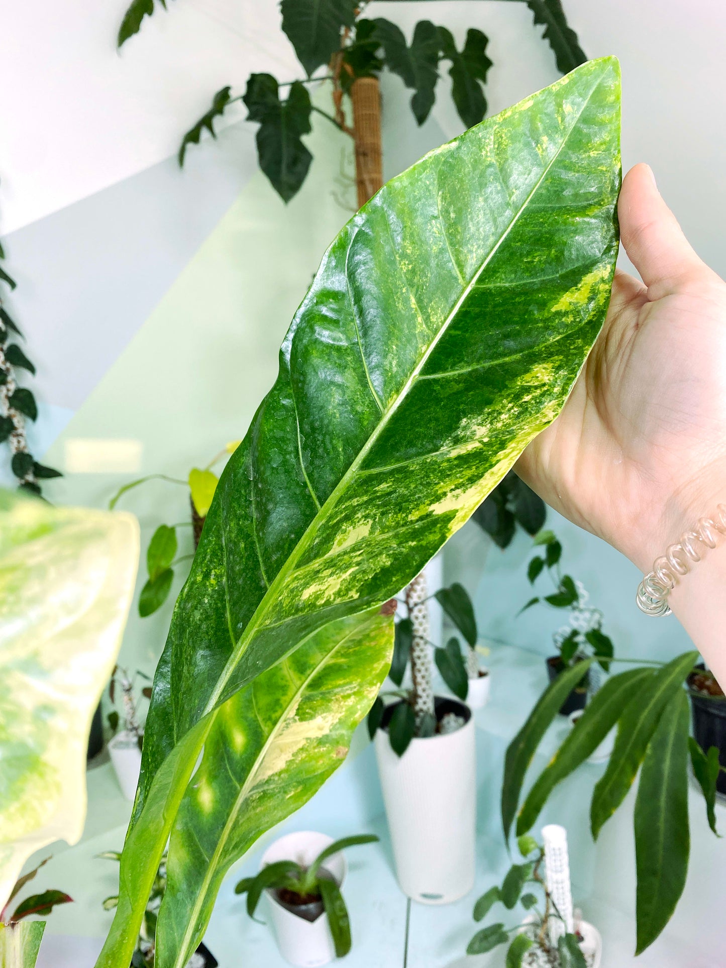 Anthurium Green Beauty variegata XXL (Z1) | Exact Plant