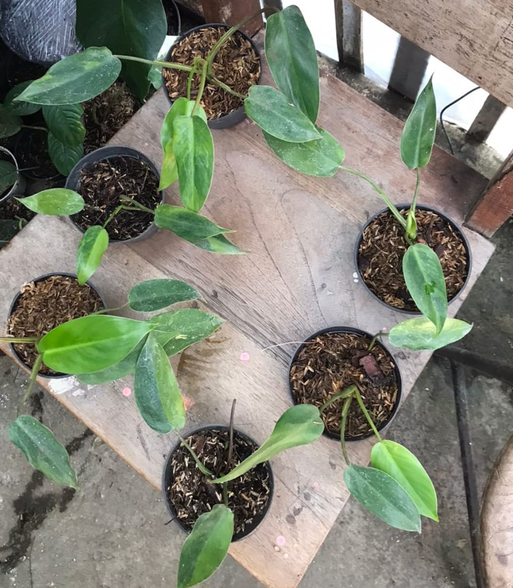 philodendron avocado shake Philodendron Avocado Shake variegated Grower's Choice *In Stock* Acclimated (In Stock)