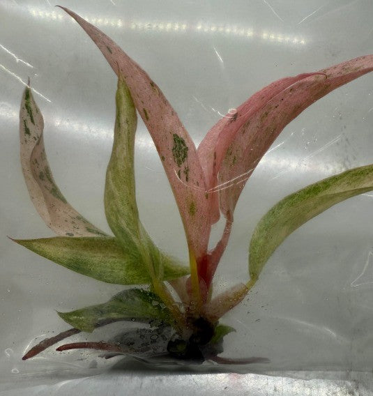 philodendron caramel marble pink Philodendron Pink Caramel Marble variegated New Variety! Grower's Choice *In Stock* In Vitro (In Stock)