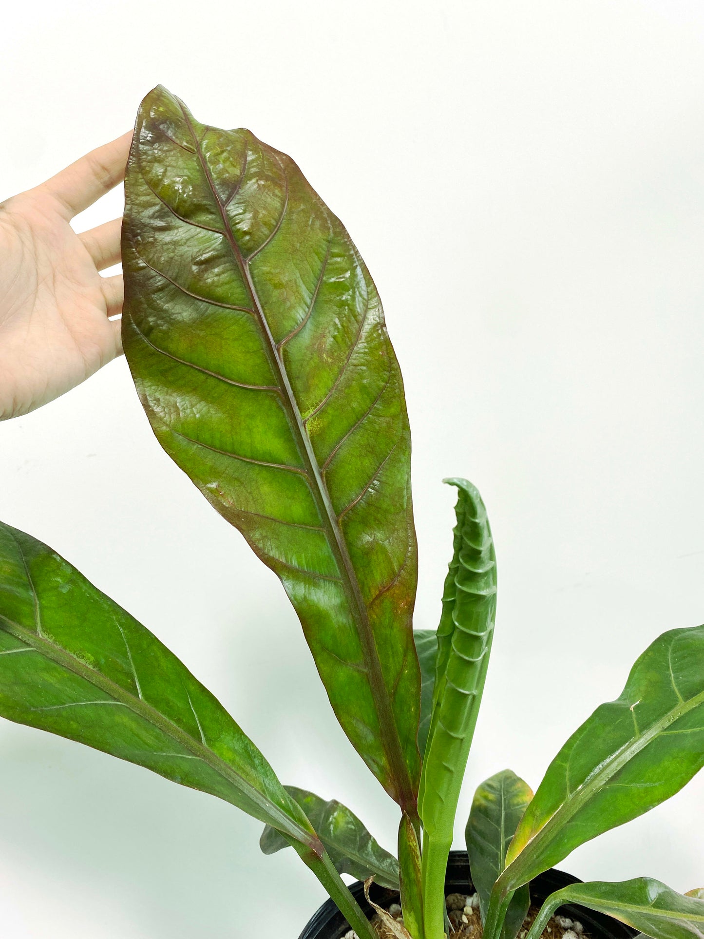 Anthurium red hookeri XXL (C1) | Exact Plant