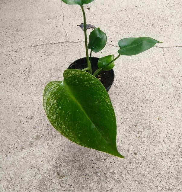 Monstera 'Devil Monster' Grade B TC *Preorder* – OrchidBox