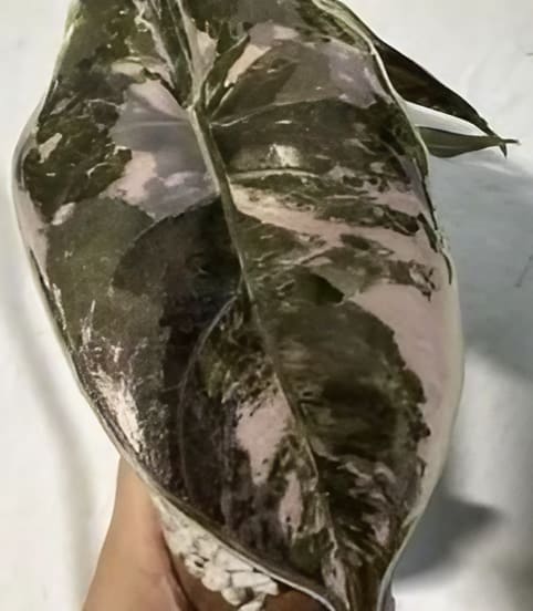 Alocasia azlanii 