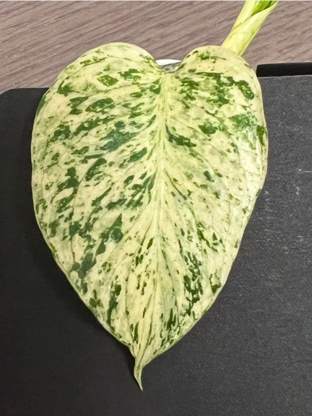 Monstera White Monster Denser (White Monster mutation