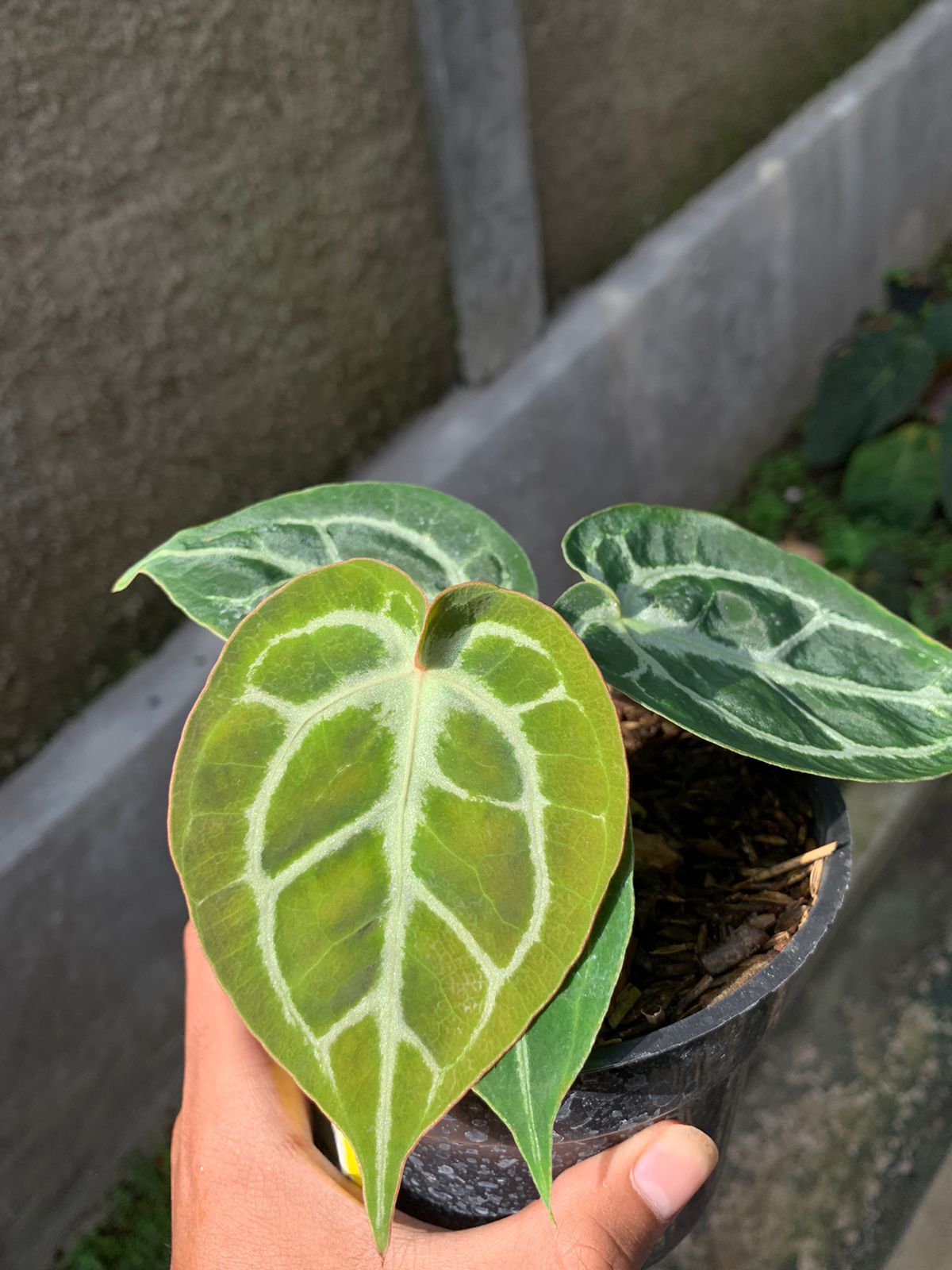 Anthurium "King of Spades" x "Red Crystallinum" SM Grower's Choice *Now In Stock* (3846P:1) | Rare Aroid