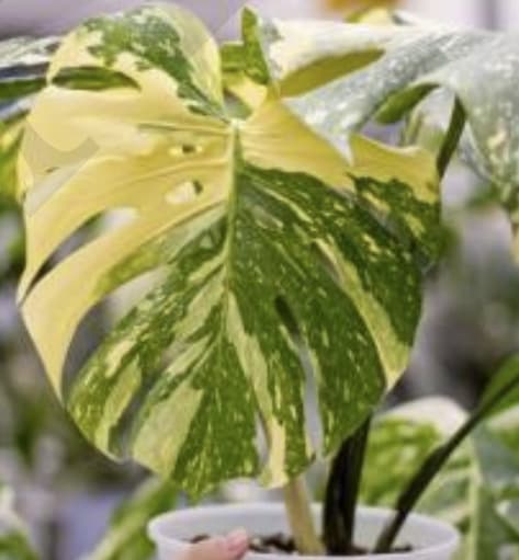 monstera thai constellation vs variegated Monstera deliciosa 