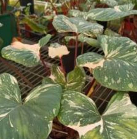 Homalomena HR6 【K0522-f3】 Rooted ! HOMALOMENA HYBRID HR6 F3 - KZT PLANTS STORE