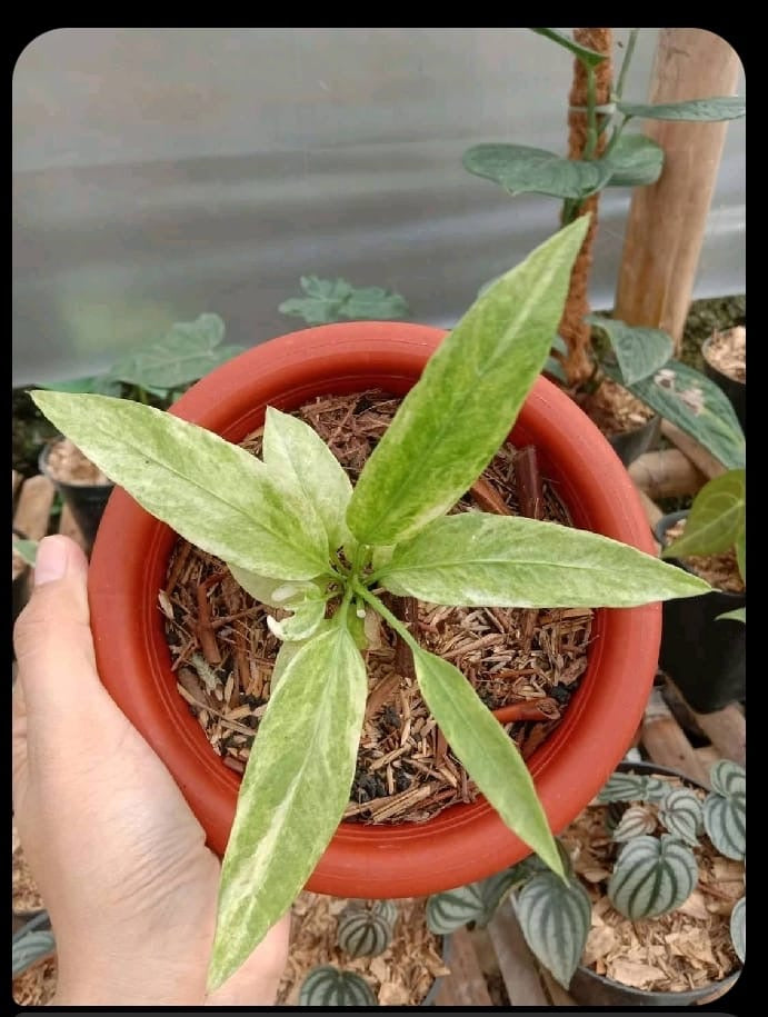 Anthurium vittariifolium variegated SM *Preorder* (5891P:3) | Rare Aroid