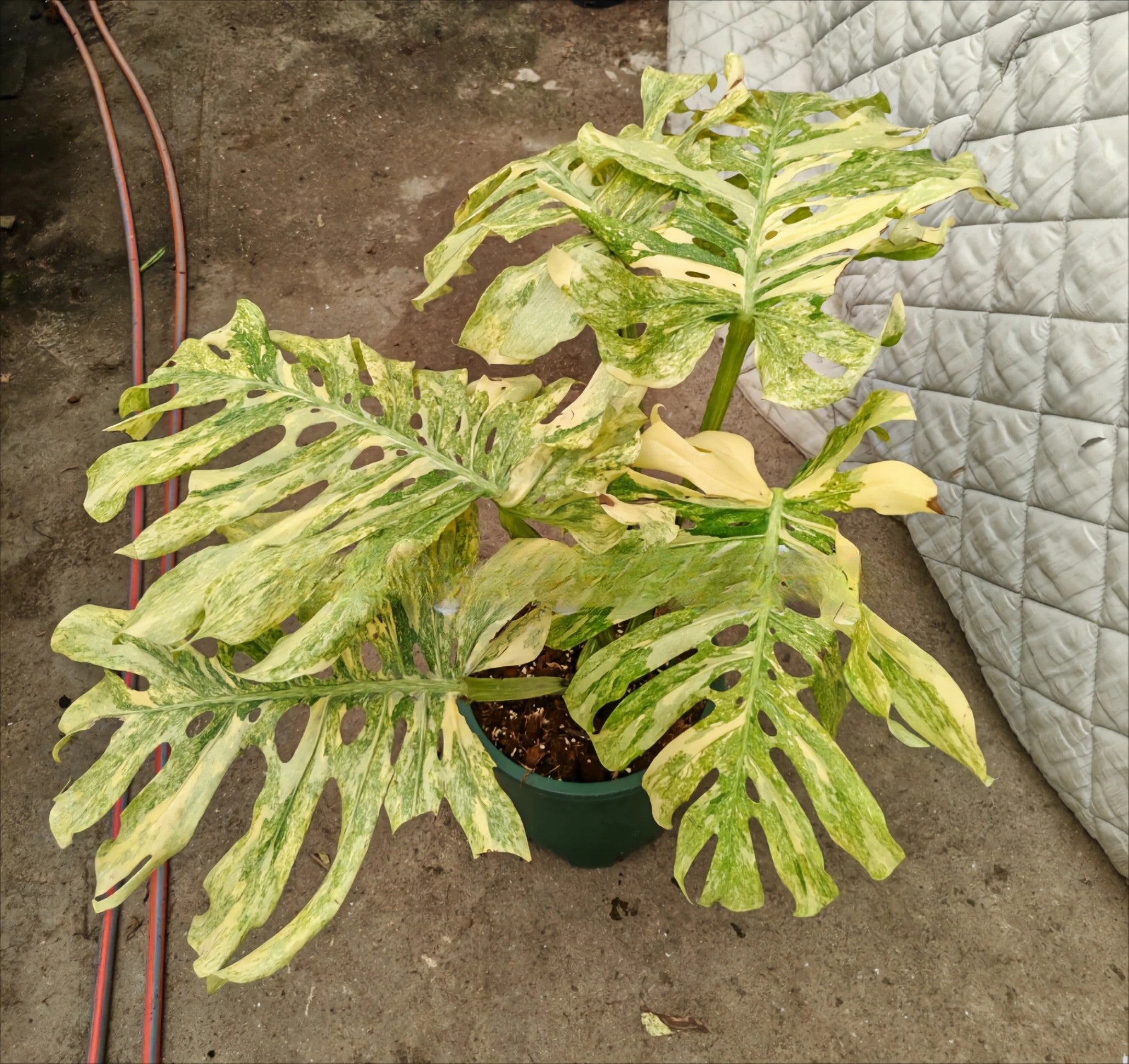 Monstera deliciosa 