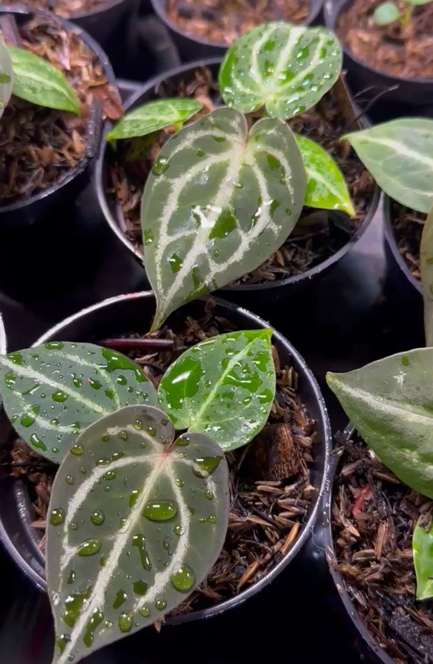 Anthurium "Red Crystallinum" NSE Grower's Choice *Now In Stock* (5968P:3) | Rare Aroid