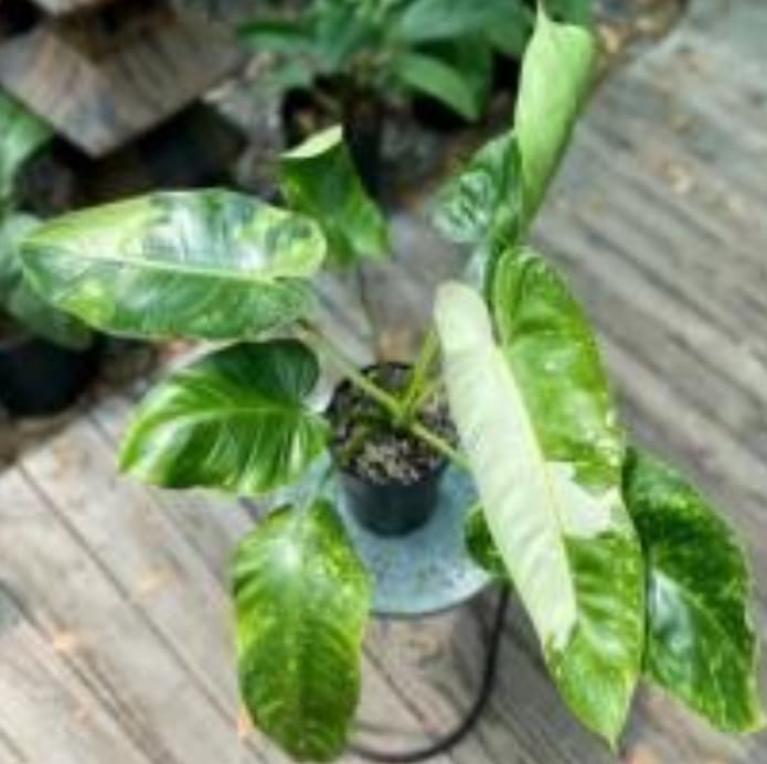 Philodendron José Buono variegated TC Plantlet Grower's Choice *In Stock*