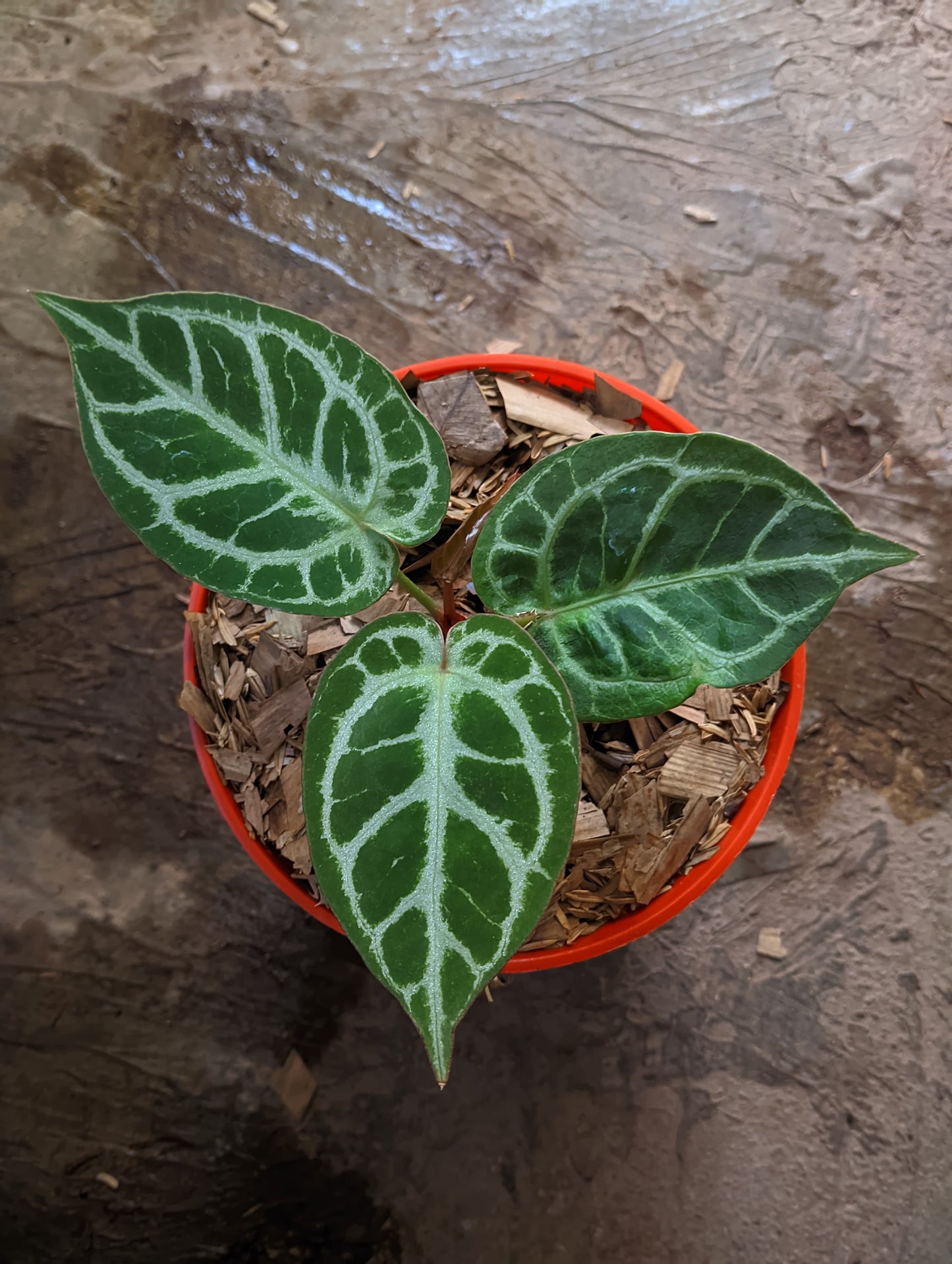 Anthurium "Silver Blush" x ("King of Spades" x "Red Crystalinum") *Preorder* (6111P:G) | Rare Aroid