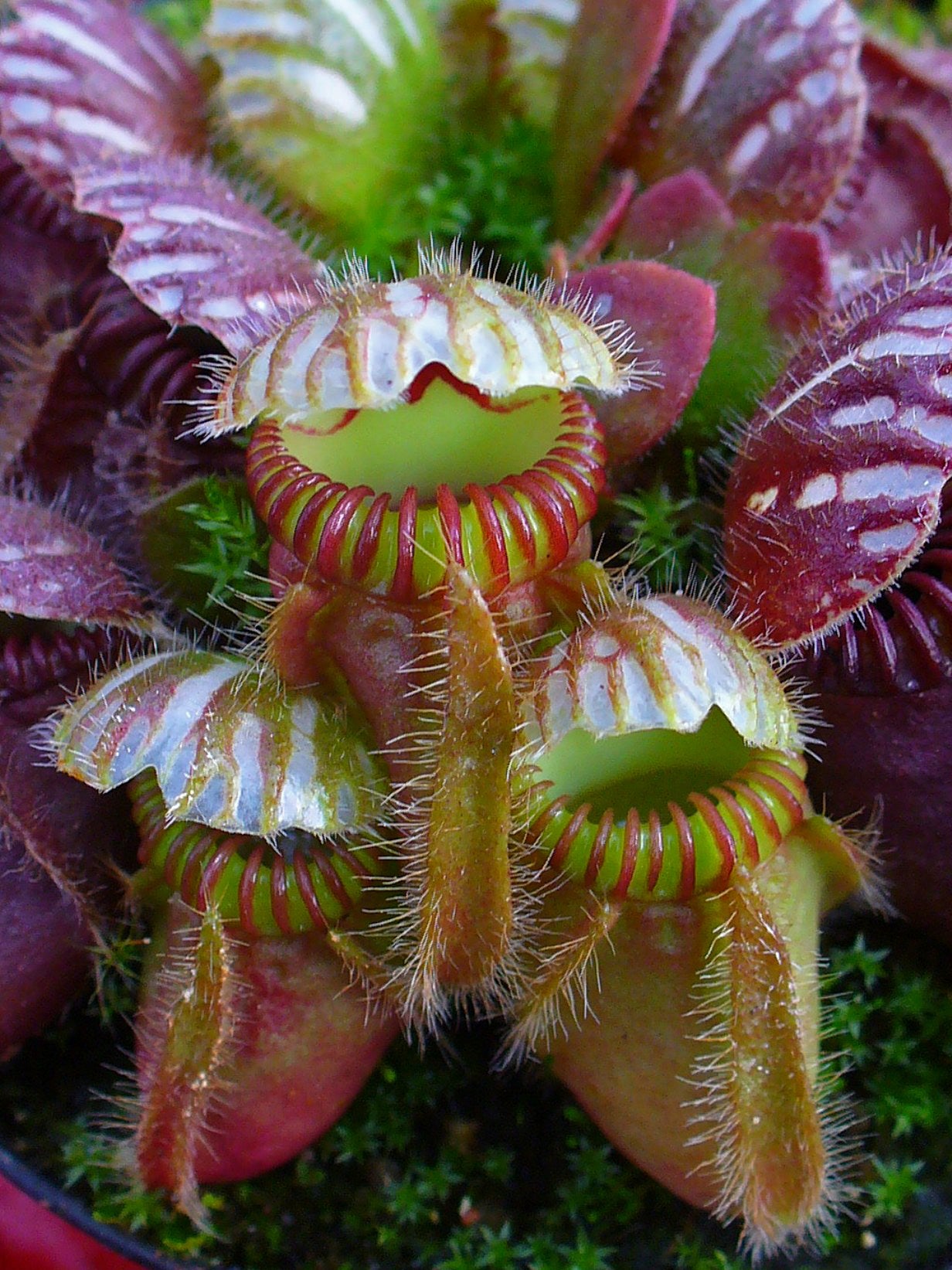 Cephalotus follicularis Labill TC Plantlet *Preorder* – OrchidBox