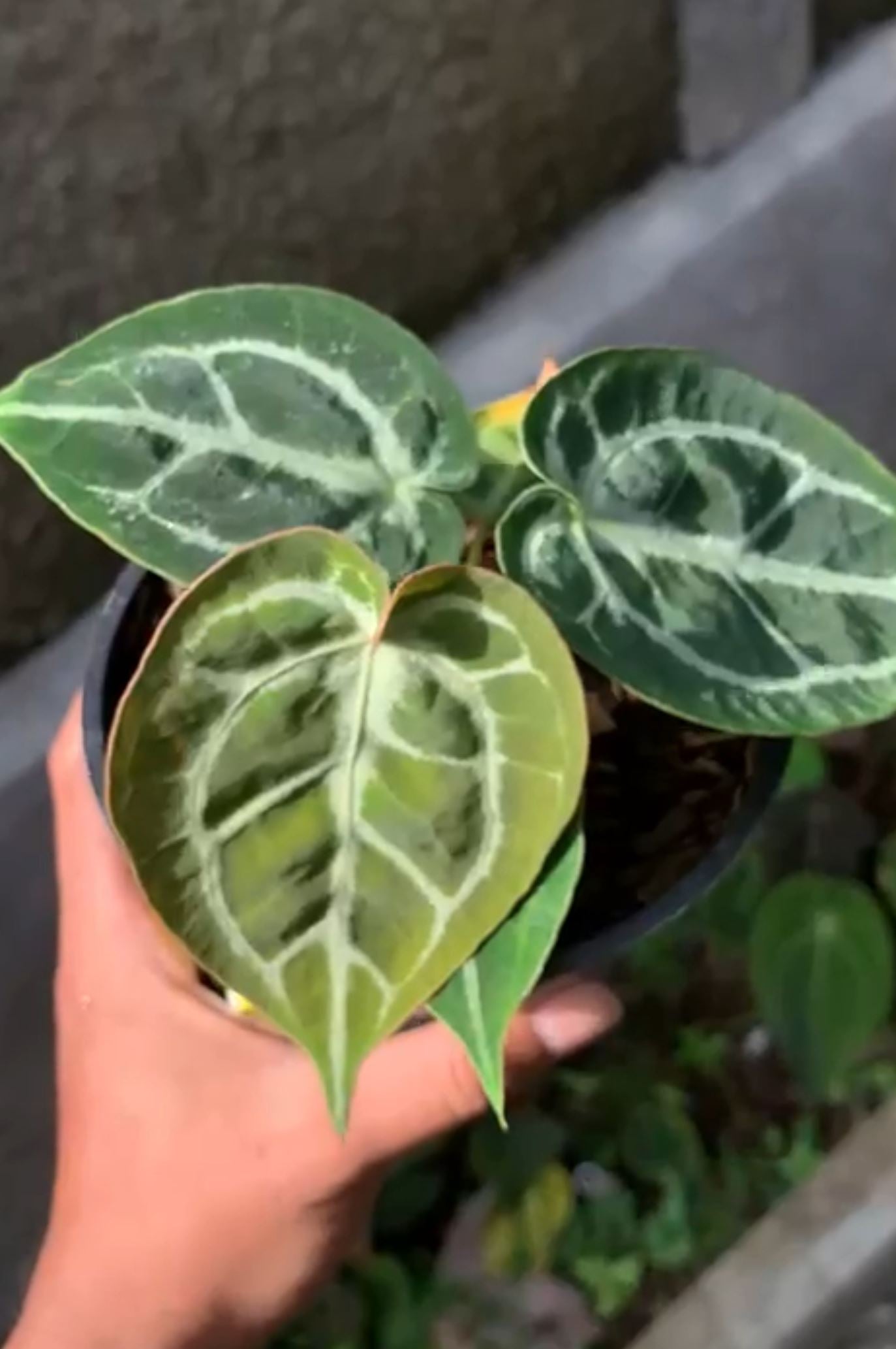 Anthurium "King of Spades" x "Red Crystallinum" SM Grower's Choice *Now In Stock* (3846P:1) | Rare Aroid