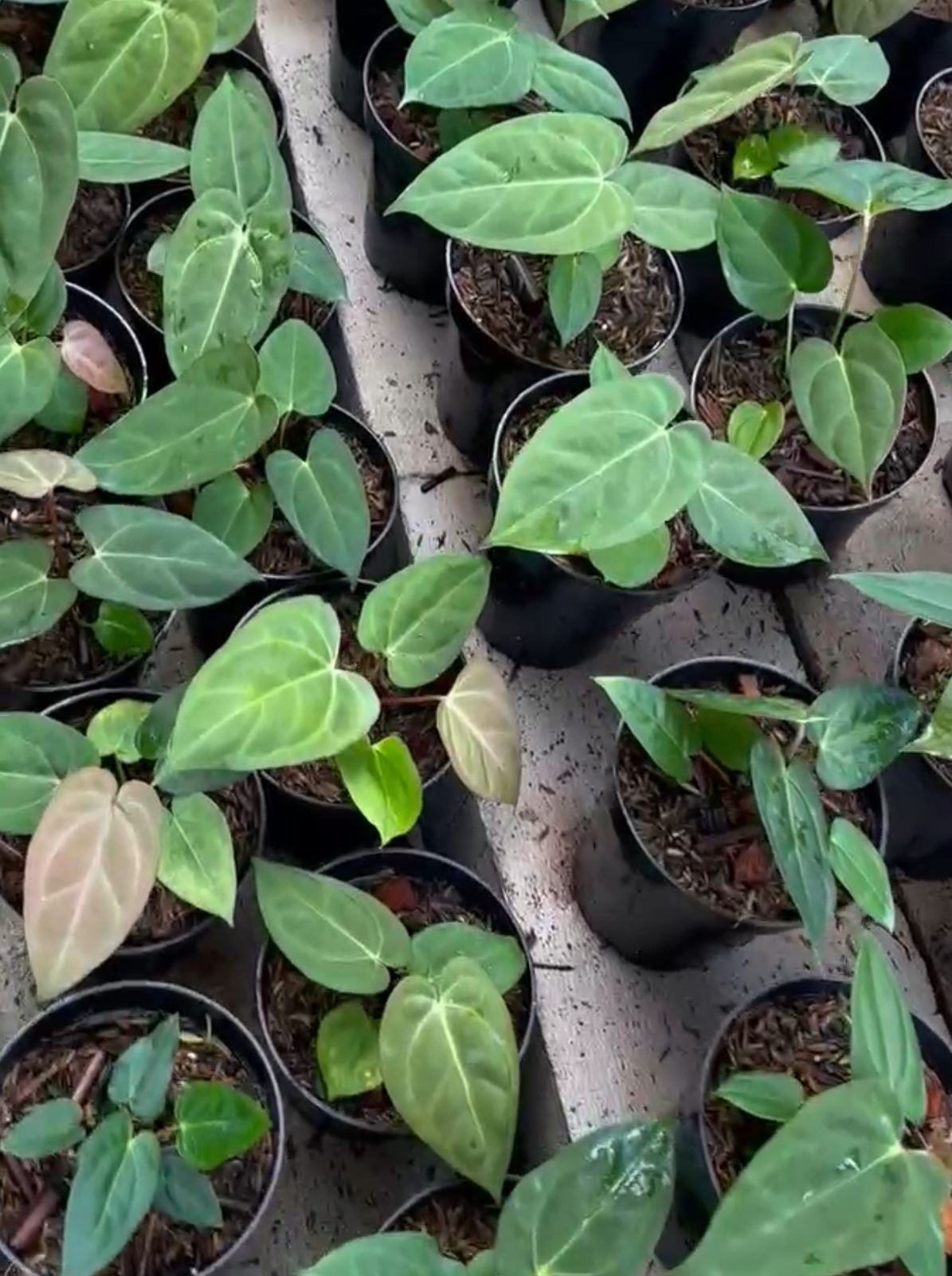 Anthurium dressleri x "Blue papillilaminum" Grower's Choice *Now In Stock* (5970P:G) | Rare Aroid