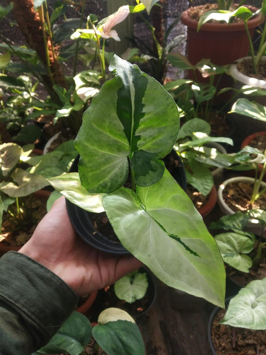 Syngonium "Green Beauty" Grower's Choice *Now In Stock* (5645P:G) | Rare Aroid