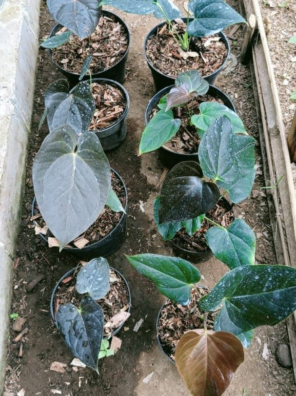 Anthurium "Queen Of Hearts" MD-LG *Preorder* (5647P:3) | Rare Aroid